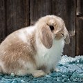 Broken Brown and White Holland Lop
