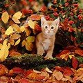 Bunnies and Kittens in Autumn Images