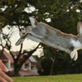 Bunny Jumping High