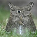 Bunny Rabbit Hug