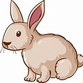 Cartoon Bunny Rabbit Animation