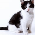 Cat Wallpaper Black and White Real Cats