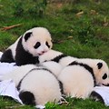 Cute Baby Animals Panda