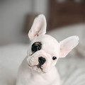 Cute Baby French Bulldog Puppies