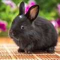 Cute Baby Rabbits in Black