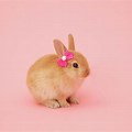 Cute Brown Bunny with a Pink Wallpaper