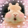 Cute Bunny Uwu
