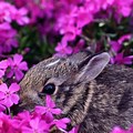 Cute Bunny with Purple Flower Desktop Background