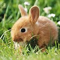 Cute Farm Animals Baby Rabbit