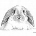 Cute Holland Lop Rabbit SVG
