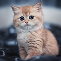 Cute Kittens Cat 4K Background