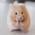 Cute Light Brown Baby Hamsters