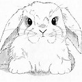 Cute Realistic Bunny Coloring Pages