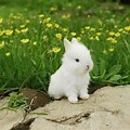 Cute White Bunny Wallpaper