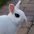 Cute White Rabbit in Black Eyes