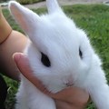 Cutest Baby Bunny