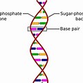 DNA Molecule Labeled