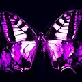 Dark Animated Butterfly Wallpaper