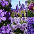 Delicate Purple Spring