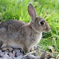 Documentary North American Rabbit