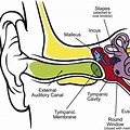 Anatomy Diagram