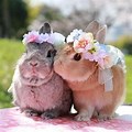 Easter Two Bunnies with Flowers