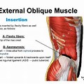 Muscle Fiber Direction