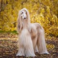 Extra Large Dog Breeds Long Hair
