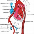 Heart Circulation D… 