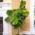 Fiddle Leaf