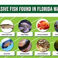 Florida Invasive