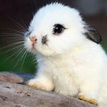 Fluffy Baby Bunnies