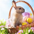 Free Pictures of Easter Bunnies