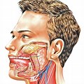 Inside Mouth