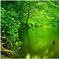 Green Nature Wallpaper HD