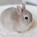 Grey Small Baby Bunny