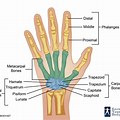 Hand Bone Anatomy