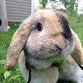 Harlequin Holland Lop Bunny in New York