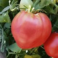 Heart Tomato Plants