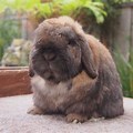 Holland Lop Full-Grown