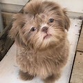 Imperial Shih Tzu