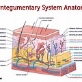 Integumentary System