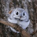 Flying Squirrel Pet