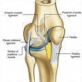 Ligaments