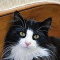 Long Haired Tuxedo Cat