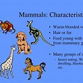 Mammal Characteristics