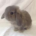 Mini Lop Bunny as Baby