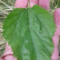 Mulberry Tree Leaf