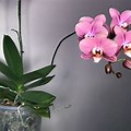 Plant Phalaenopsis