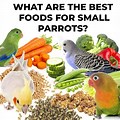 Parrot Food